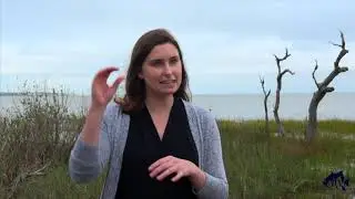 What is Spot A Shark USA