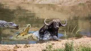 How Crocodile Hunt Buffalo At The River ?