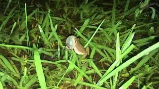 Squirrel Tree Frog Call