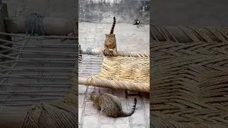 Cats being cute and funny 😹😹#shortvideo #FunnyCatVideos