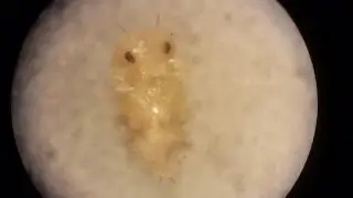 Epuraea sp. Sap-Beetle Pupa
