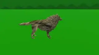 wolf green screen// #Cartoon