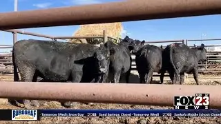 Video: Expert discusses effects winter weather can have on livestock