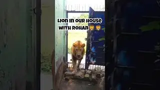 Lion scared Rohan by entering our house #pet #lion #animation #entertainment #kids