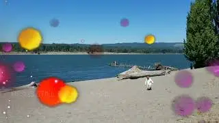 EXPLORING  KALAMA RIVER ,KALAMA WASHINGTON,USA