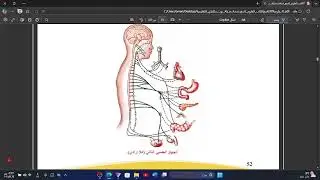 شرح الدرس الخامس من الجهاز العصبي (الجهاز العصبي المحيطي )الجزء الرابع