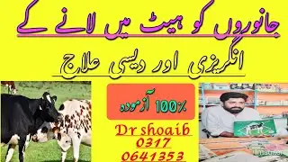 Cow or بھینس ko heat ma lany ka Assan tarika..heat cycle problems in animals treatment. Dr shoaib 
