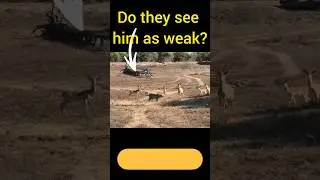 leopard vs antelope #animals #trending #animalfight