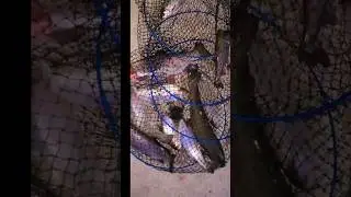 Форель клюёт