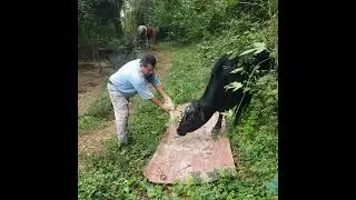 El Palmar Veracruz Mexico 🇲🇽 dec29&rsquo;25 cabalyo baca