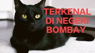 CHARACTER AND CHARACTERISTICS OF THE BOMBAY CAT