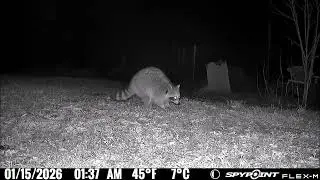 Game camera footage raccoon and  deer