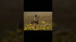 Равнинная вискача