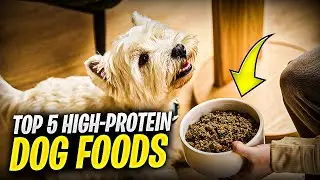 The SHOCKING Truth About High-Protein Dog Foods in 2025