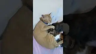 Mother Cat & big kitties still love drink milk ..#shorts #cat