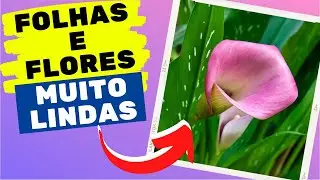 Como cuidar de zantedeschia