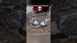 Eagle cam  #growyoutube #viralshorts #boostshorts  #ytviralshorts #makeshortsviral #freefire