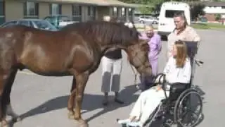Wayfarer, Morgan Horse