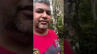 Tauari, voc&ecirc; conhece ?