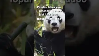 Panda Patch Thermoregulation