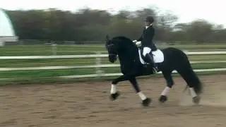 KFPS Approved Friesian Stallion ~ Doaitsen 420 Sport