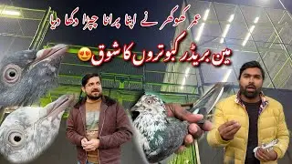 Umar khokhar k main breeder kabotaro ka shok kiya Aj 😍