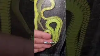 the uniqueness of snakes that can fly #animals #shortvideo #wildlife #animalfacts #snake