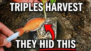 NEVER Plant Tomatoes Without This — Bury THIS For Giant Fruit! [2026 Method]