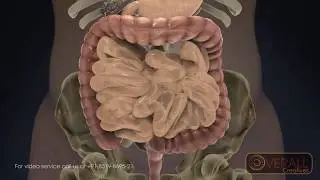 3D Medical: video human digestive process