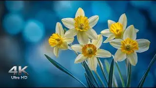 Spring Flowers Blooming in 4K &ndash; Relaxing Music & Soothing Nature Colors