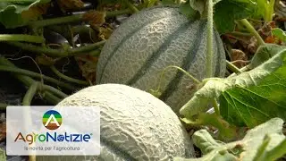 Melone: le soluzioni Fomet per i terreni stanchi