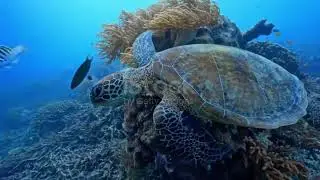 The Ocean part 3 (Oceans Celebrity) #viral #wildlife 