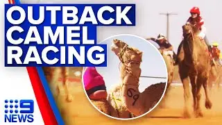 Outback Queensland host camel racing free-for-all | 9 News Australia