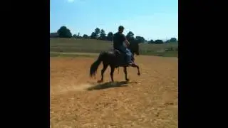 MVF Primero - Peruvian Paso