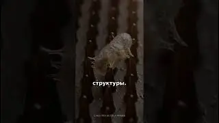 Смертельная ловушка на крыльях цикады 🦠