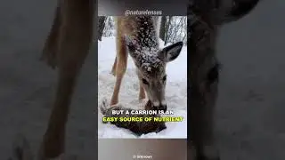 Why Do These Herbivores Eat Meat?