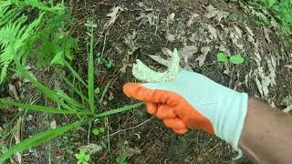 Update on the Human Remains Found in the Talladega Natl Forest