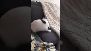 Mimo mag den Holzball