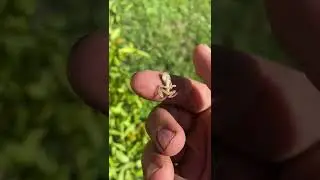Baby TREE FROG! #shorts   @Rob&rsquo;s Aquatics