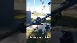 #bichon#perro#dog#puppies#fun#funny#viral#frise#short