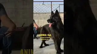 Black German Shepherd Long Coat Dog Freddie 😍🔥 #blackgermanshepherd #germanshepherd