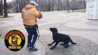Paza si Protectie (formare pentru IPO) 🐶 Labrador | by Mihai Nae