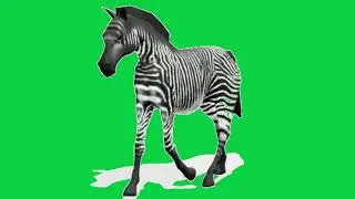 zebra walking animated green screen video for cartoons