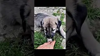 Beast Dog Transform ☠️ #edit #trollface #troll #trending