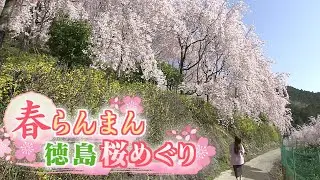 桜舞う春本番 おすすめお花見スポット【テレビトクシマ】