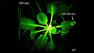 Neurotransmitters trigger defense responses in plants