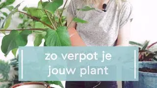 Zo verpot je jouw plant