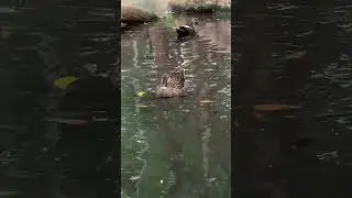 It is coot, no duck
