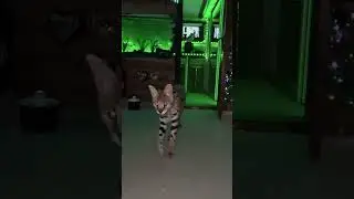 Ой,мне ханааа , влюбилааась я в кота 🤣🤣#сервал #cat #leopardcat #животные #хищник