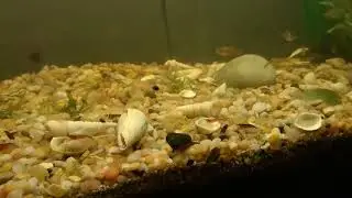 My first Blueberry Snail baby!
